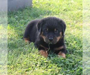 Rottweiler Puppy for sale in CHAMBERSBURG, PA, USA