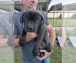 Puppy Pink Cane Corso
