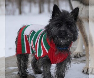 Cairn Terrier Puppy for sale in LANSING, MI, USA