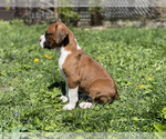 Small Photo #14 Boxer Puppy For Sale in CHICAGO, IL, USA