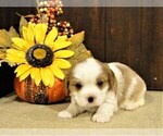 Puppy 2 Cavalier King Charles Spaniel-Jack Russell Terrier Mix