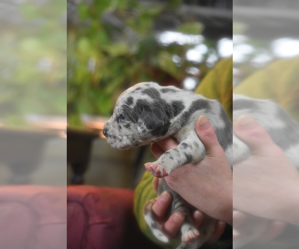 Medium Photo #2 Great Dane Puppy For Sale in DANIELSON, CT, USA
