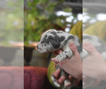 Small Photo #2 Great Dane Puppy For Sale in DANIELSON, CT, USA
