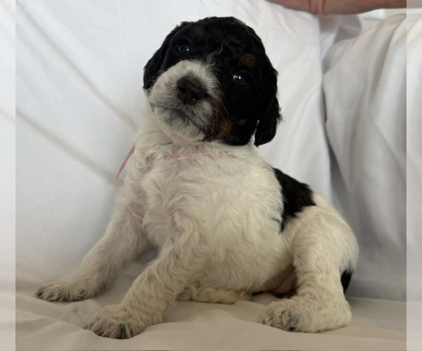 Medium Photo #6 Bernedoodle mix (+ Poodle Standard) Puppy For Sale in WAYLAND, MI, USA