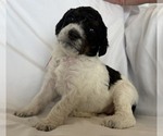 Small #5 Bernedoodle mix (+ Poodle Standard)