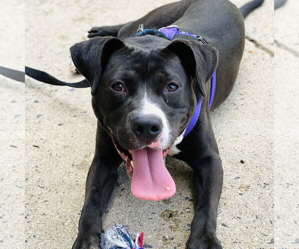 Medium Photo #6 American Pit Bull Terrier-Labrador Retriever Mix Puppy For Sale in Fairfax, VA, USA