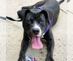 Small #5 American Pit Bull Terrier-Labrador Retriever Mix