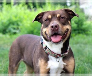 Rottweiler-American Pit Bull Terrier Dogs for adoption in Kansas City, MO, USA
