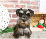 Small #2 Schnauzer (Miniature)