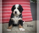 Puppy Riley Bernese Mountain Dog