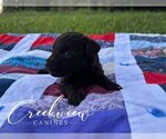 Small Photo #10 Schnoodle (Miniature) Puppy For Sale in NIANGUA, MO, USA