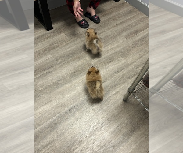 Medium Photo #2 Pomeranian Puppy For Sale in DEL VALLE, TX, USA