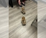 Small #1 Pomeranian
