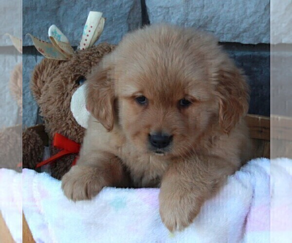 Full screen Photo #2 Golden Retriever Puppy For Sale in FREDERICKSBURG, OH, USA