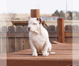 American Bully Puppy for sale in FORT COLLINS, CO, USA
