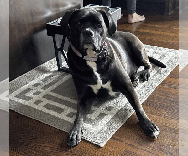 Medium Photo #5 Boxador Puppy For Sale in Woodbury, MN, USA