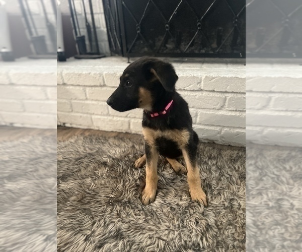Medium Photo #2 Malinois Puppy For Sale in SACRAMENTO, CA, USA