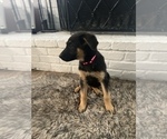 Small Photo #2 Malinois Puppy For Sale in SACRAMENTO, CA, USA