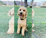 Small Photo #1 Goldendoodle-Poovanese Mix Puppy For Sale in EVANS, GA, USA
