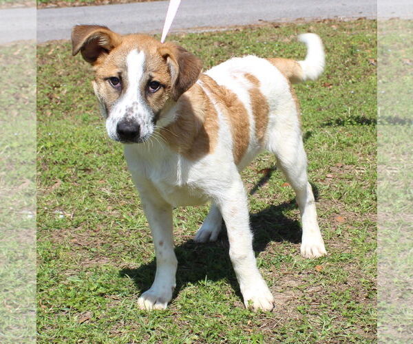 Medium Photo #4 Labrador Retriever-Unknown Mix Puppy For Sale in Prattville, AL, USA