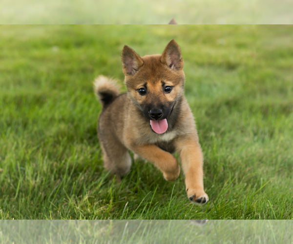 Medium Photo #21 Shiba Inu Puppy For Sale in MILLERSBURG, IN, USA