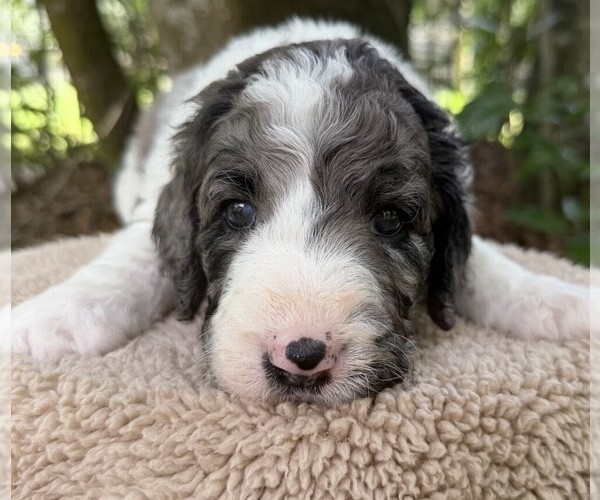 Medium Photo #74 Goldendoodle Puppy For Sale in PIERSON, FL, USA