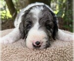 Small #6 Goldendoodle