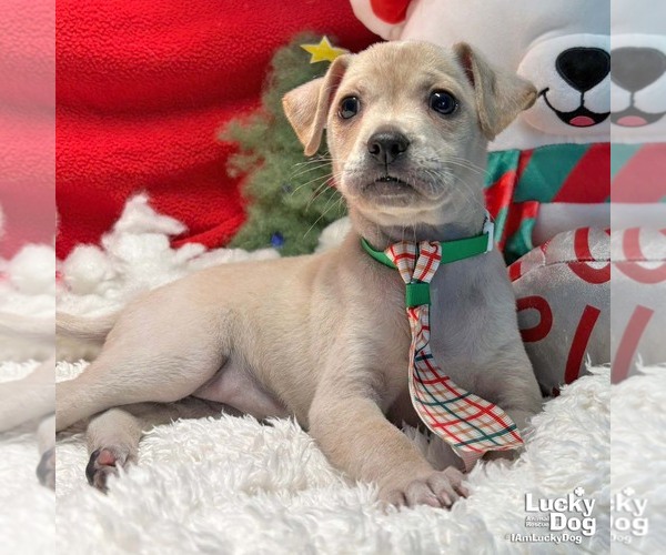 Medium Photo #4 Chihuahua-Unknown Mix Puppy For Sale in Washington, DC, USA