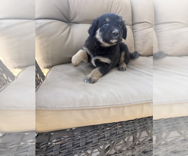 Medium Photo #27 Australian Shepherd Puppy For Sale in WILLIAMS, AZ, USA