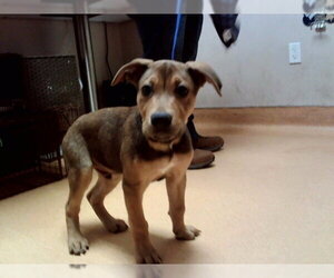 German Shepherd Dog-Unknown Mix Dogs for adoption in Martinez, CA, USA
