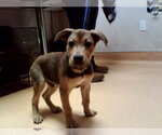 PIRANHA - Male German Shepherd Dog-Unknown Mix Dog for Adoption - Small photo