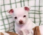 Small #3 Chihuahua