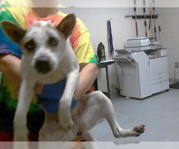 Medium Photo #1 American Pit Bull Terrier-Siberian Husky Mix Puppy For Sale in Fayetteville, NC, USA