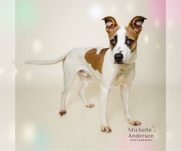 Medium Photo #2 Mutt Puppy For Sale in Corona, CA, USA