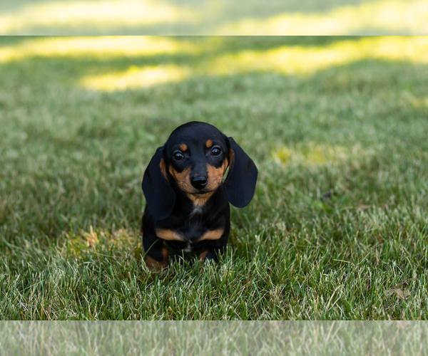 Medium Photo #1 Dachshund Puppy For Sale in MILFORD, IN, USA