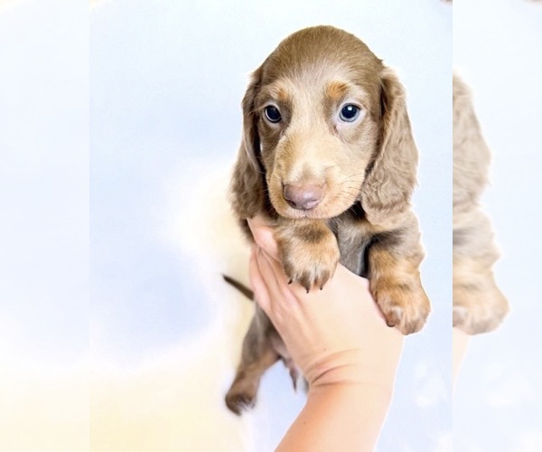 Medium Photo #3 Dachshund Puppy For Sale in DAVIS, CA, USA