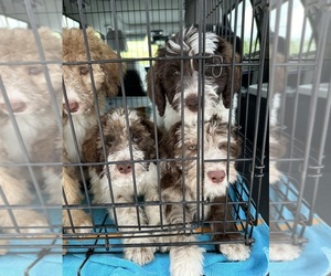 Aussiedoodle Litter for sale in SAN ANTONIO, TX, USA