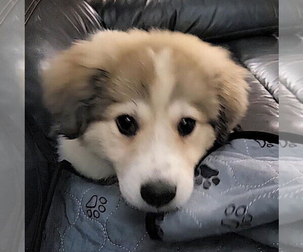 Medium Photo #1 Great Pyrenees-Unknown Mix Puppy For Sale in Plymouth, MN, USA