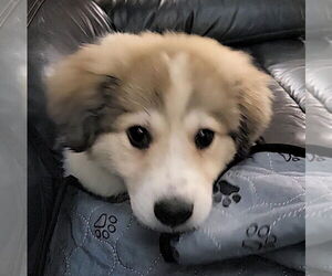 Great Pyrenees-Unknown Mix Dogs for adoption in Plymouth, MN, USA