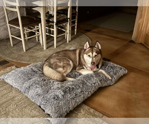 Medium Photo #2 Siberian Husky Puppy For Sale in Marine City, MI, USA