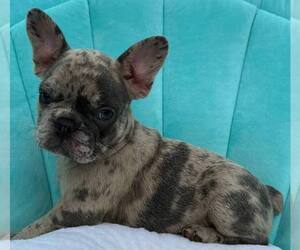 French Bulldog Puppy for sale in RENTON, WA, USA