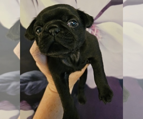 Medium Photo #2 Pug Puppy For Sale in INDEPENDENCE, MO, USA