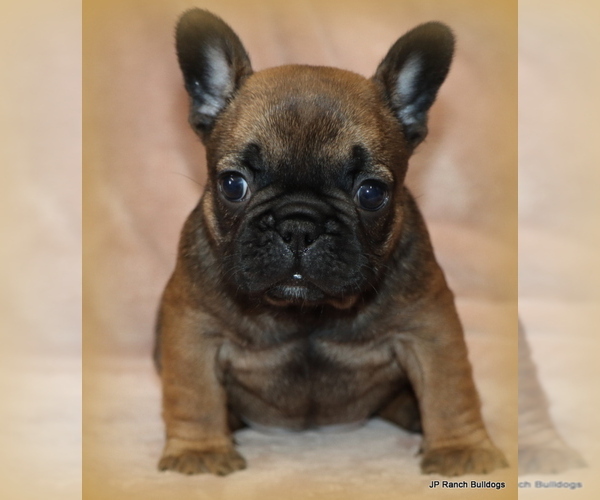 Medium Photo #24 French Bulldog Puppy For Sale in WINNSBORO, TX, USA