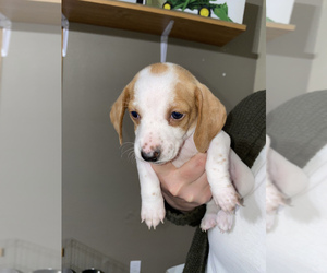Dachshund Puppy for sale in LA JUNTA, CO, USA