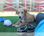 Small #3 Australian Retriever