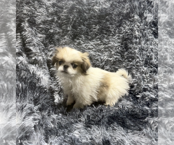Medium Photo #4 Japanese Chin Puppy For Sale in BELTON, MO, USA