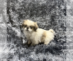 Small #3 Japanese Chin