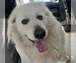 Small Great Pyrenees
