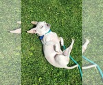 Small #4 Chihuahua Mix