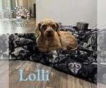 Small Cavalier King Charles Spaniel Mix